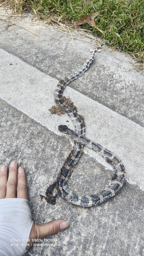 Many-banded Krait
