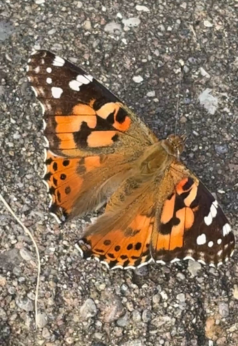 Painted Lady