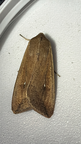 Armyworm Moth