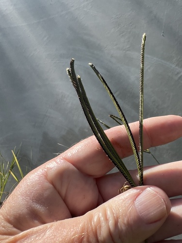 Eustachys petraea observed 2026-09-25