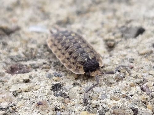 Brickwork Woodlouse