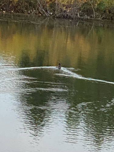 Hooded Merganser