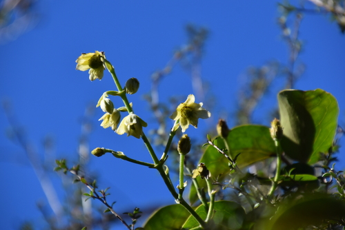 Clematis paniculata, photograph 3