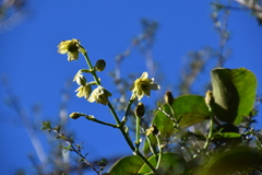Clematis paniculata, photograph (c) Michael Berardozzi, some rights reserved (CC BY)