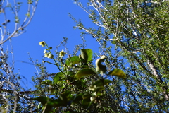 Clematis paniculata, photograph (c) Michael Berardozzi, some rights reserved (CC BY)
