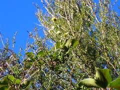 Clematis paniculata, photograph (c) Michael Berardozzi, some rights reserved (CC BY)