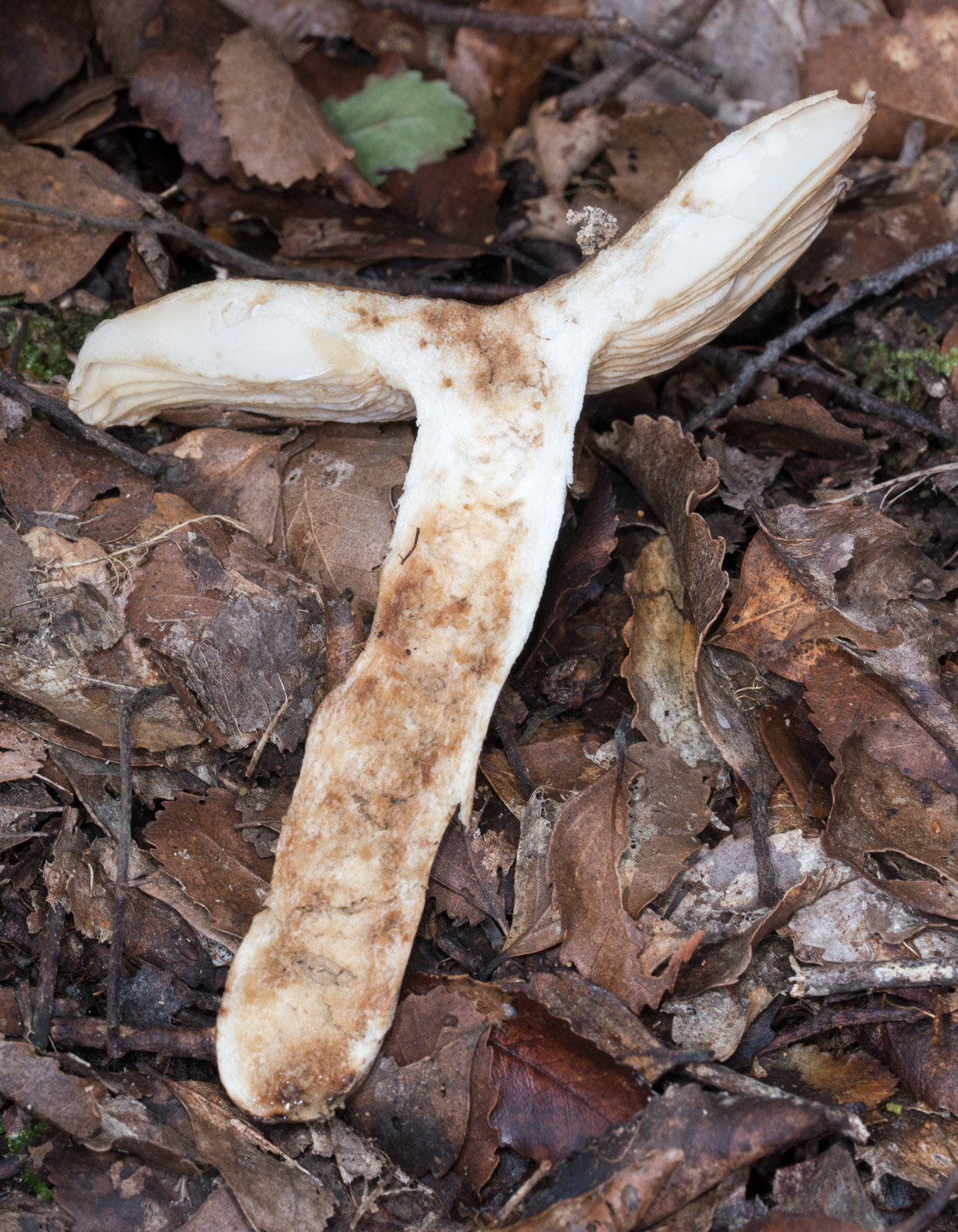 Russula novae-zelandiae image