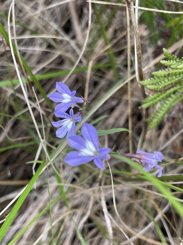 Kalm's Lobelia