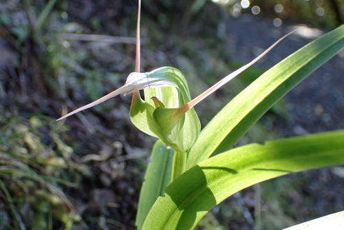 Pterostylis banksii, photograph 2