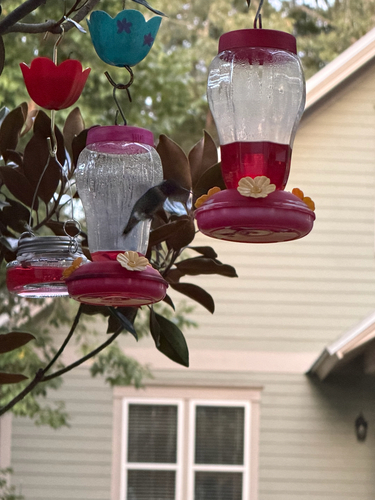 Ruby-throated Hummingbird