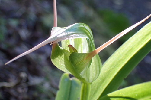 Pterostylis banksii, photograph 3