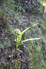 Pterostylis banksii