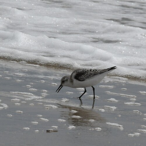Sanderling