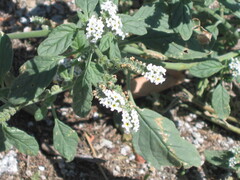 Heliotropium europaeum, photograph (c) zebedeugalinha, some rights reserved (CC BY)
