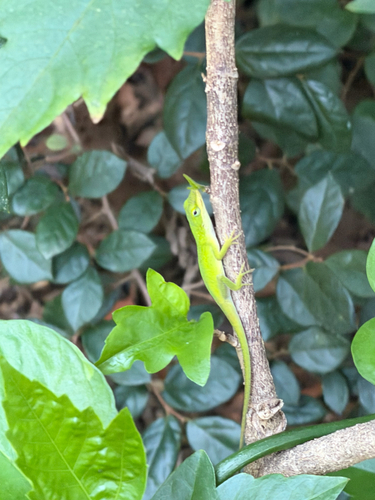 Green Anole
