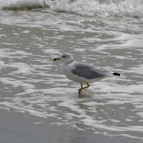 Ring-billed Gull