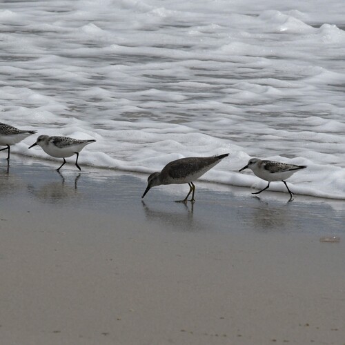 Red Knot