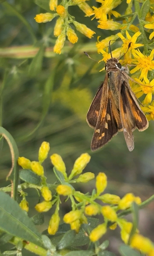 Huron Skipper