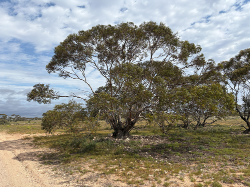 Eucalyptus oleosa observed 2026-09-26