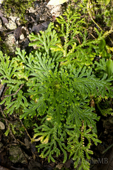 Selaginella pallescens