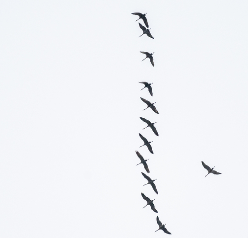 Sandhill Crane