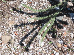 Heliotropium europaeum, photograph (c) zebedeugalinha, some rights reserved (CC BY)