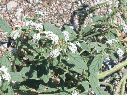 Heliotropium europaeum, photograph 4