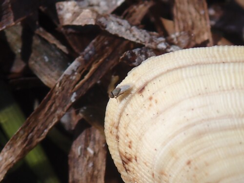 Hecamede albicans