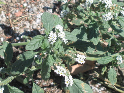 Heliotropium europaeum, photograph 5