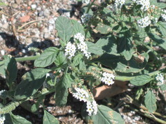 Heliotropium europaeum, photograph (c) zebedeugalinha, some rights reserved (CC BY)