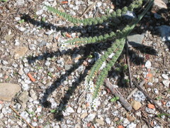 Heliotropium europaeum, photograph (c) zebedeugalinha, some rights reserved (CC BY)