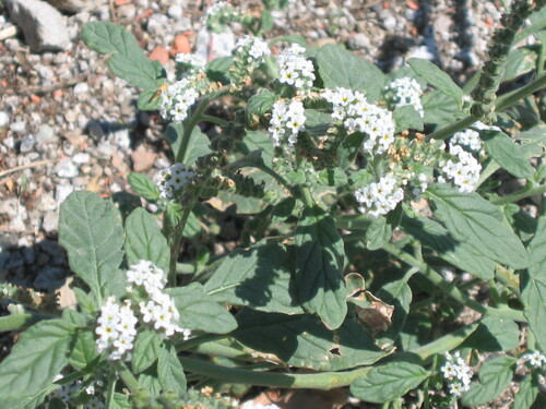 Heliotropium europaeum, photograph 1