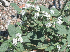 Heliotropium europaeum, photograph (c) zebedeugalinha, some rights reserved (CC BY)