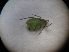 Aphididae