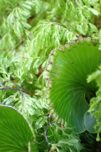 Hymenophyllum nephrophyllum, photograph 2