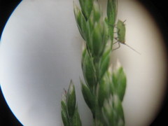 Aphididae