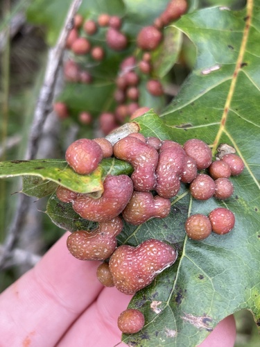 Oak Leaf Gall Midge