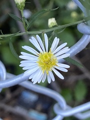 Symphyotrichum lanceolatum, photograph (c) Sandy Wolkenberg, some rights reserved (CC BY)