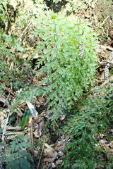 Hymenophyllum demissum