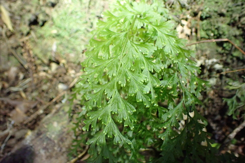 Hymenophyllum demissum, photograph 2