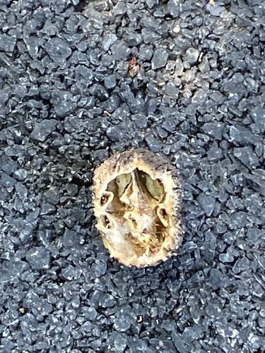 Juglans nigra, photograph 6