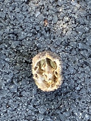 Juglans nigra, photograph (c) Sandy Wolkenberg, some rights reserved (CC BY)