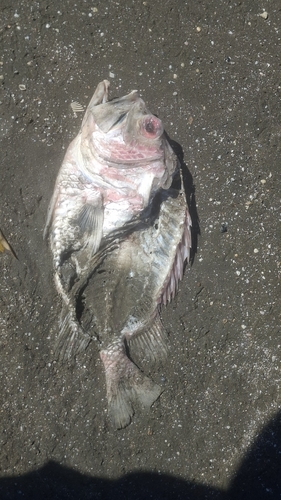 Ostichthys japonicus observed 2026-09-25