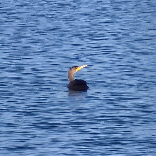 Double-crested Cormorant