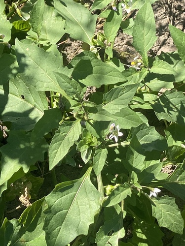 Solanum emulans, photograph 6