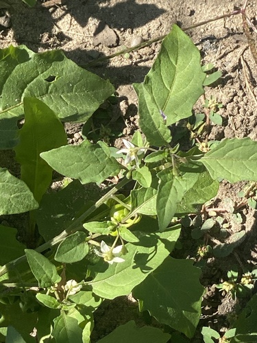 Solanum emulans, photograph 5