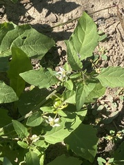 (c) Sandy Wolkenberg, some rights reserved (CC BY) Solanum emulans, photograph (c) Sandy Wolkenberg, some rights reserved (CC BY)