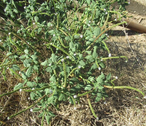 Heliotropium indicum, photograph 3