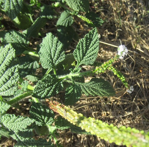 Heliotropium indicum, photograph 1