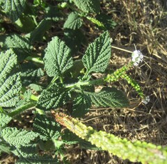 Heliotropium indicum, photograph (c) Linda Jo Conn, some rights reserved (CC BY)